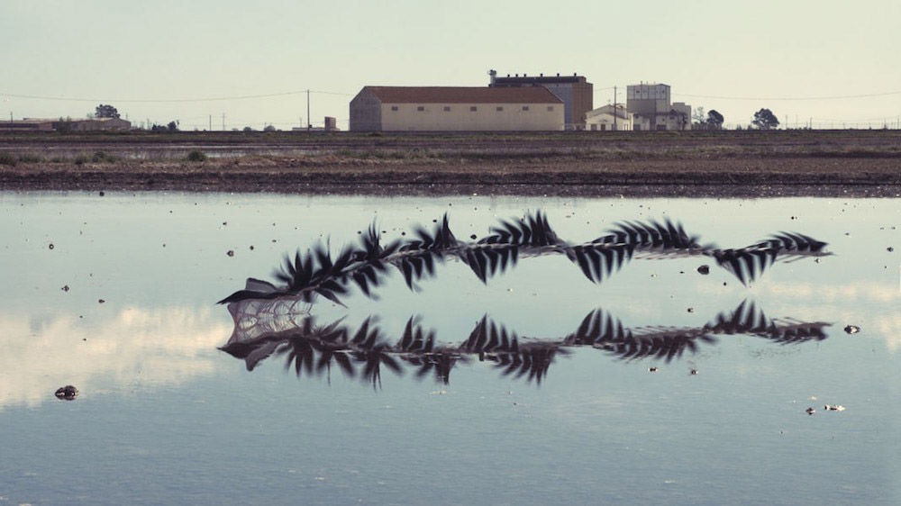 Xavi Bou fotografia aves 10