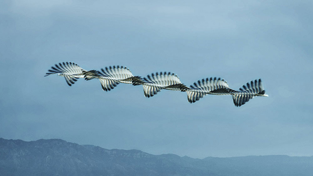 Xavi Bou fotografia aves 4