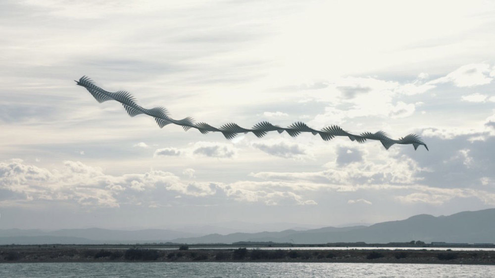 Xavi Bou fotografia aves 8