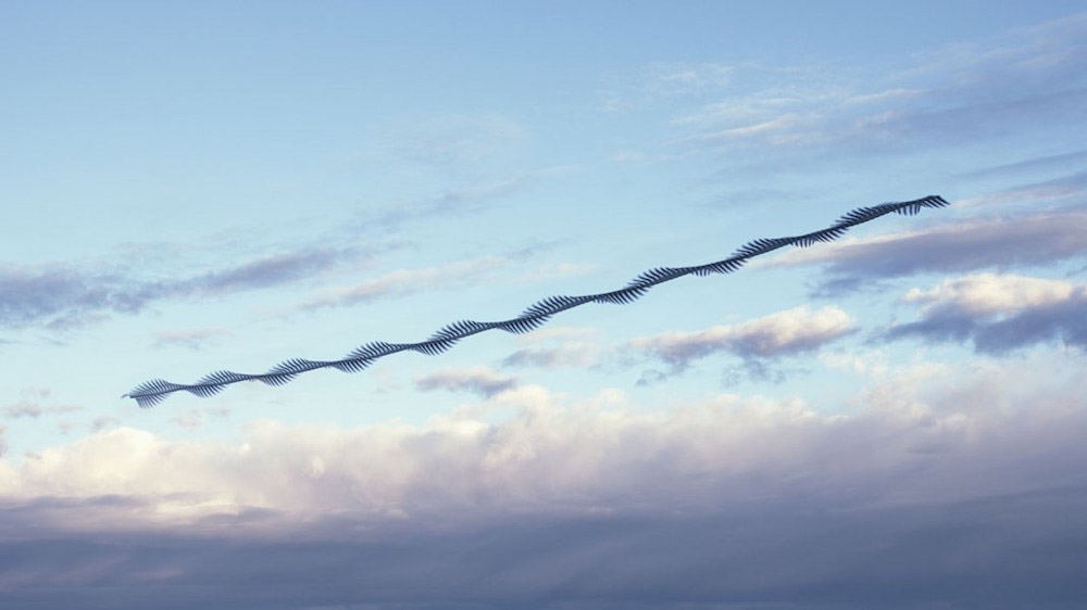Xavi Bou fotografia aves 9