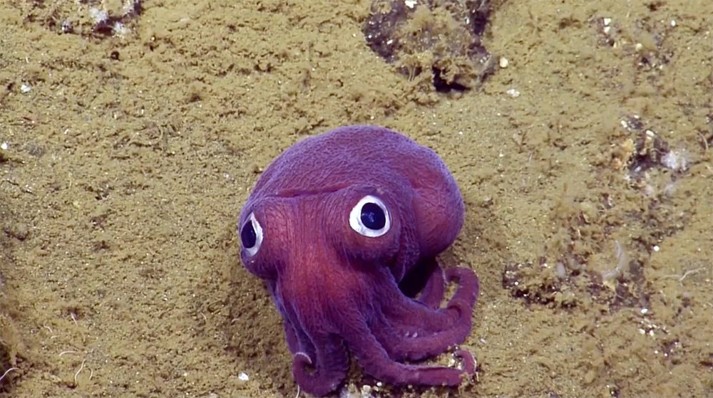 animal raro submarino