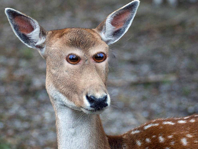 animales con ojos humanos