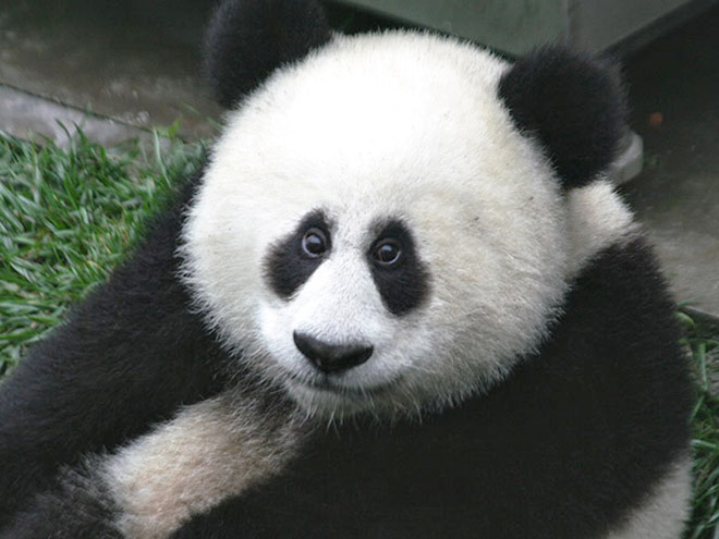 animales con ojos humanos 11