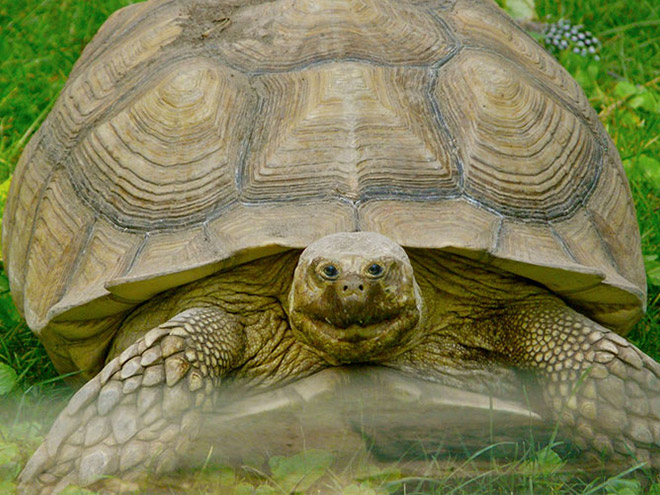 animales con ojos humanos 12