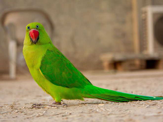 animales con ojos humanos 13