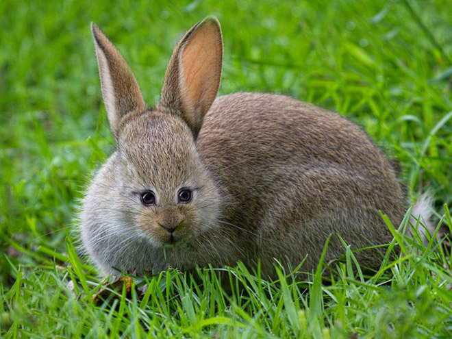animales con ojos humanos 15