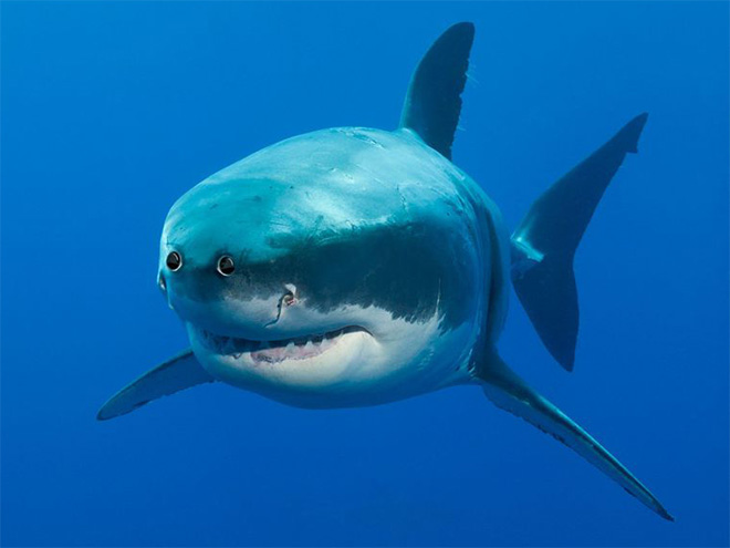 animales con ojos humanos 17