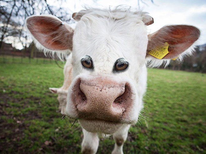 animales con ojos humanos 18