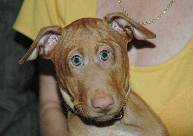animales con ojos humanos 4