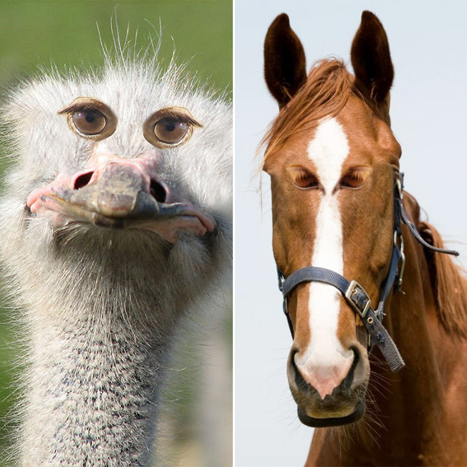 animales con ojos humanos 5