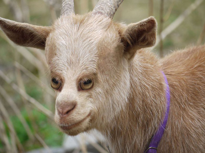 animales con ojos humanos 8