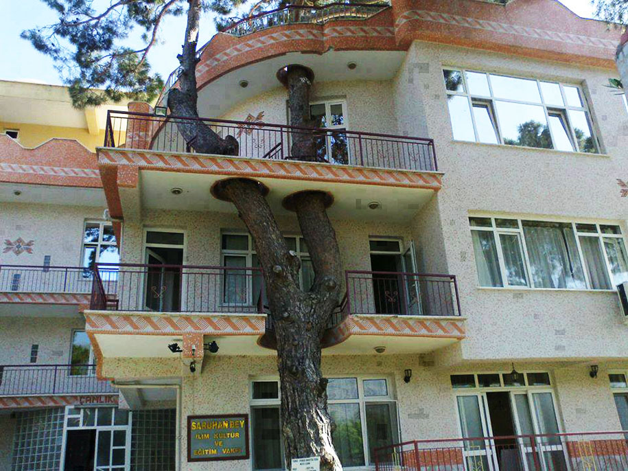 arboles en edificios casas 4