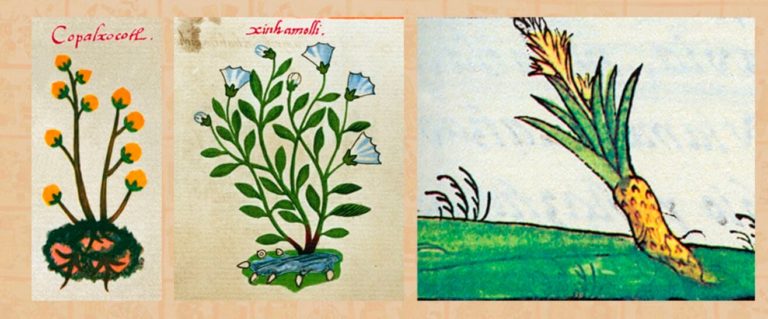 aztecas higiene 2