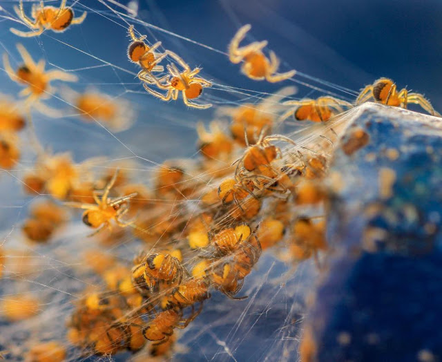 british wildlife photography award artenoes3