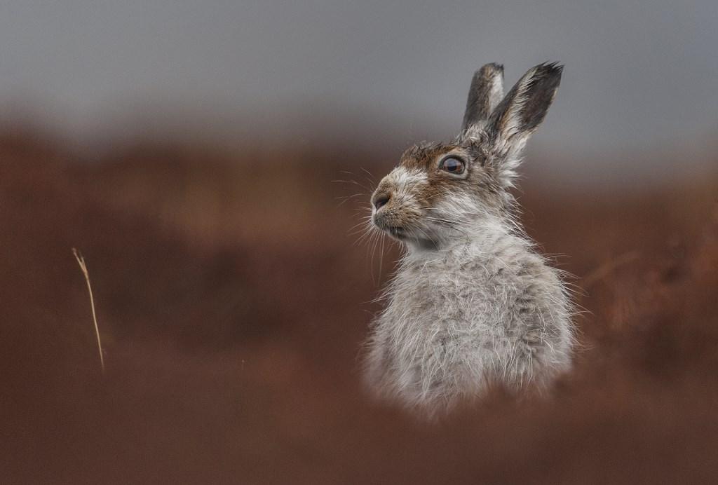 british wildlife photography award artenoes4