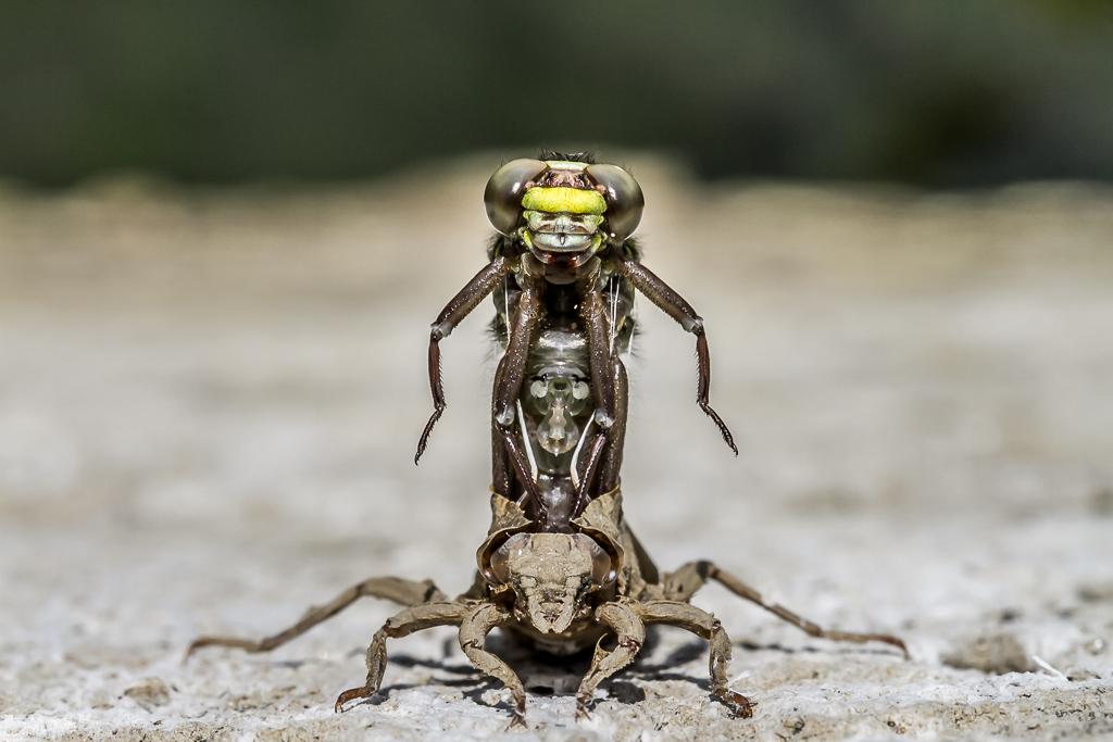 british wildlife photography award artenoes9