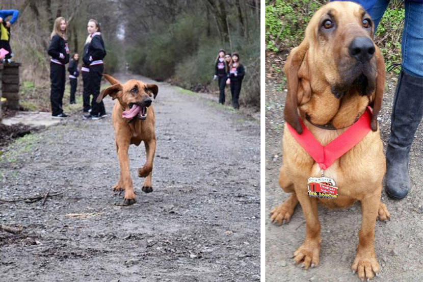 perro maraton