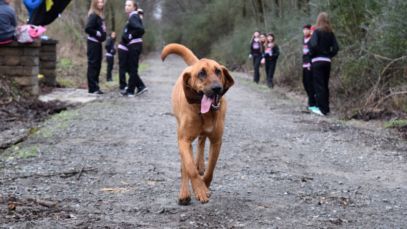 perro maraton 2