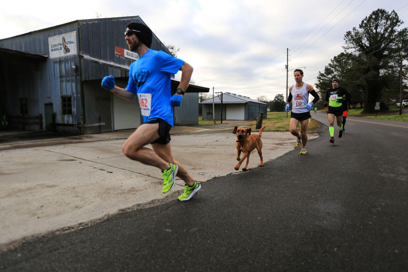perro maraton 3