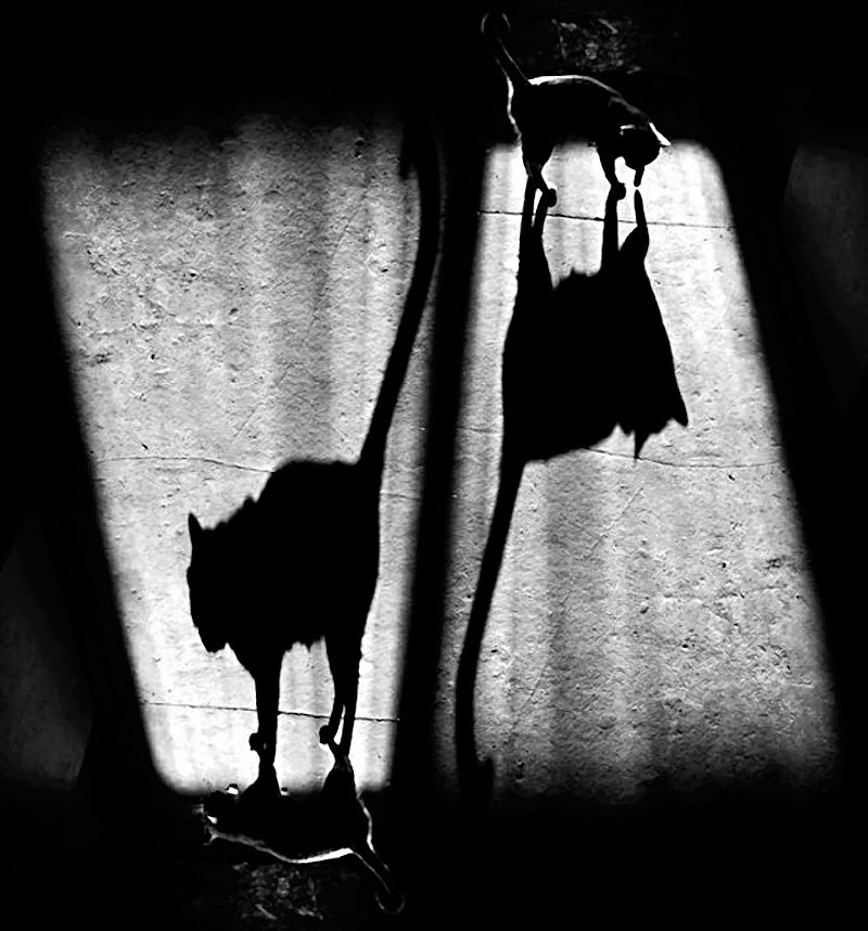 Alexey Bednij sombras contraste3