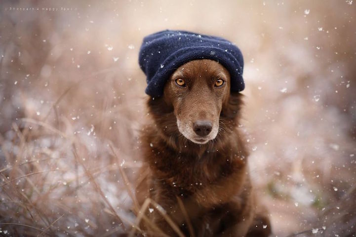 Anne Geier preciosas fotografias perros