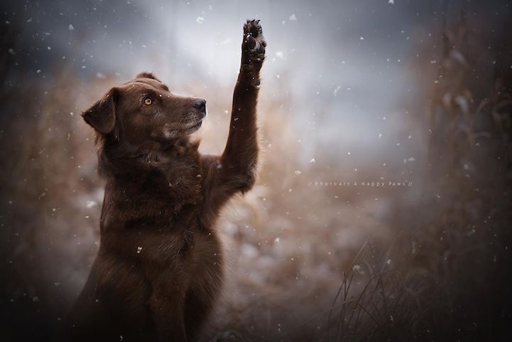 Anne Geier preciosas fotografias perros 10
