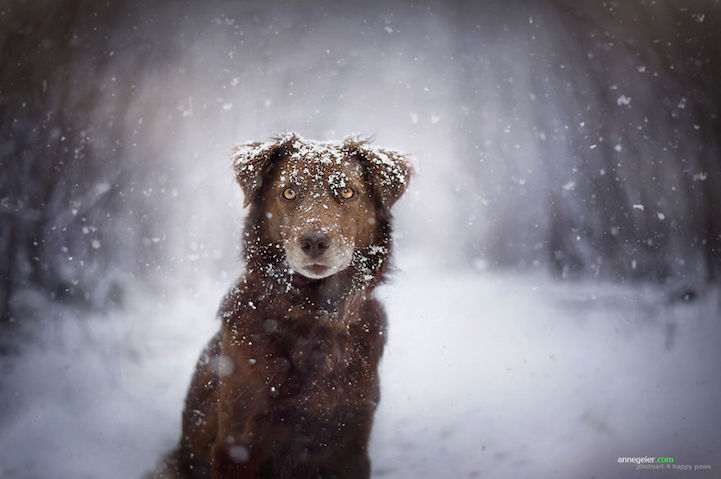 Anne Geier preciosas fotografias perros 11