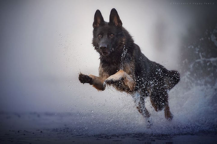 Anne Geier preciosas fotografias perros 12