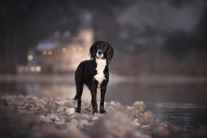 Anne Geier preciosas fotografias perros 13