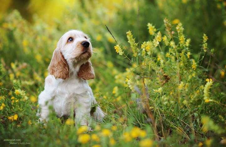 Anne Geier preciosas fotografias perros 14
