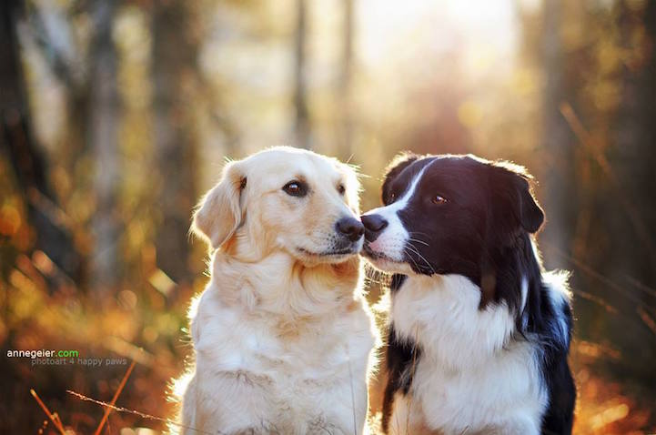 Anne Geier preciosas fotografias perros 15