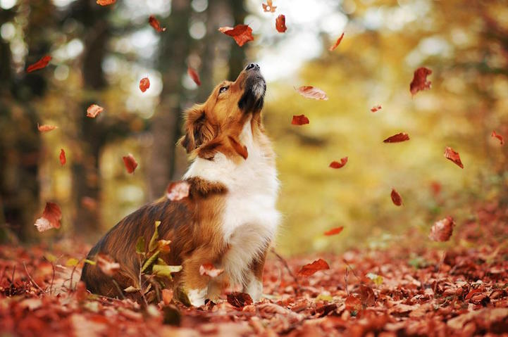 Anne Geier preciosas fotografias perros 16
