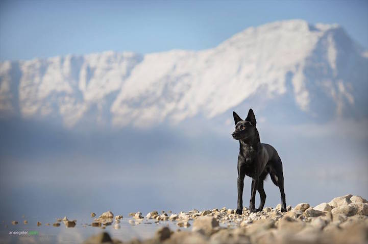 Anne Geier preciosas fotografias perros 17