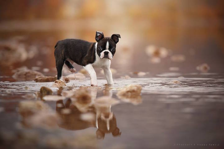 Anne Geier preciosas fotografias perros 18