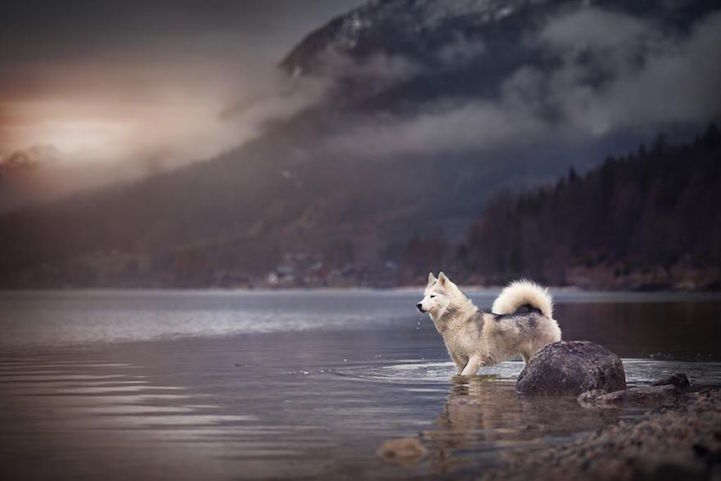 Anne Geier preciosas fotografias perros 19