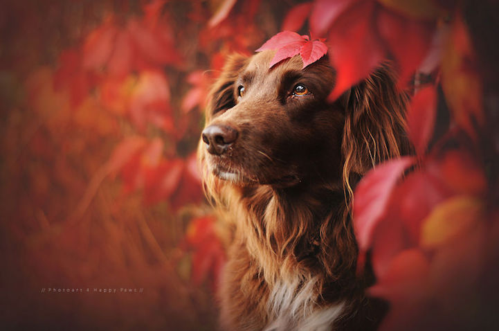 Anne Geier preciosas fotografias perros 2