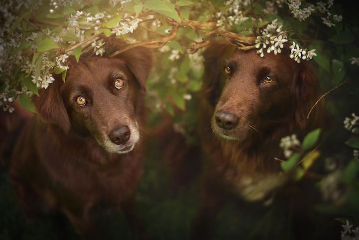 Anne Geier preciosas fotografias perros 20