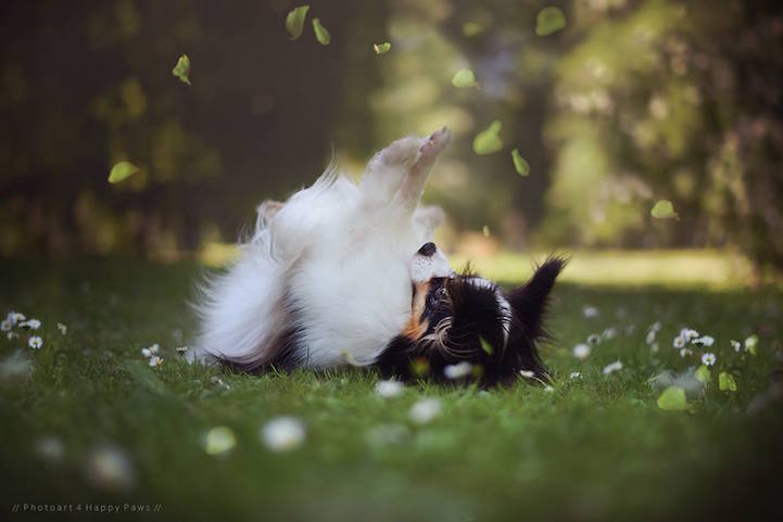 Anne Geier preciosas fotografias perros 21