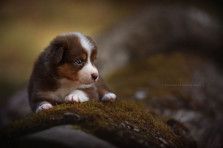 Anne Geier preciosas fotografias perros 22