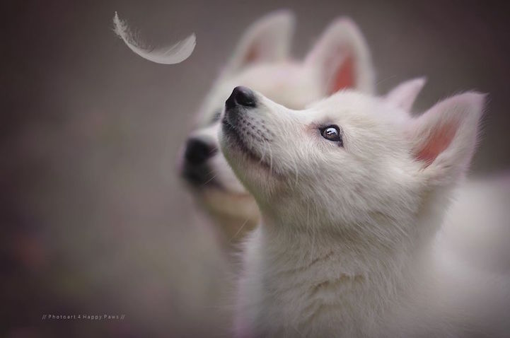 Anne Geier preciosas fotografias perros 3