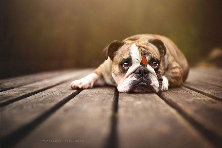 Anne Geier preciosas fotografias perros 4