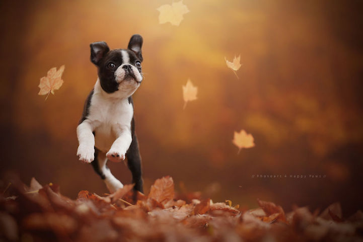 Anne Geier preciosas fotografias perros 5