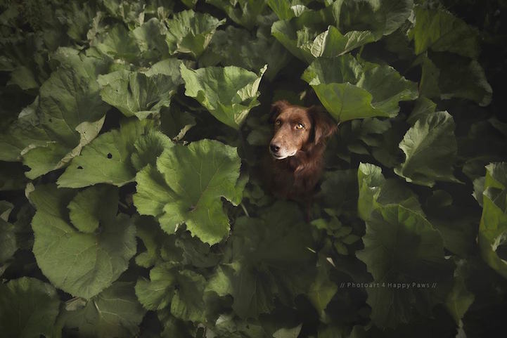 Anne Geier preciosas fotografias perros 6