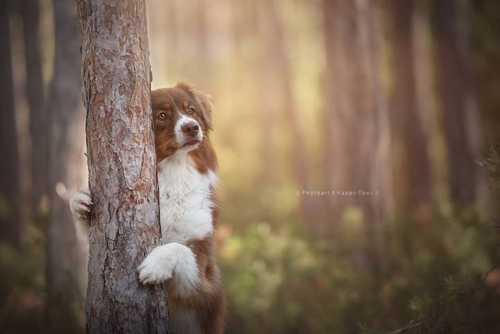 Anne Geier preciosas fotografias perros 7