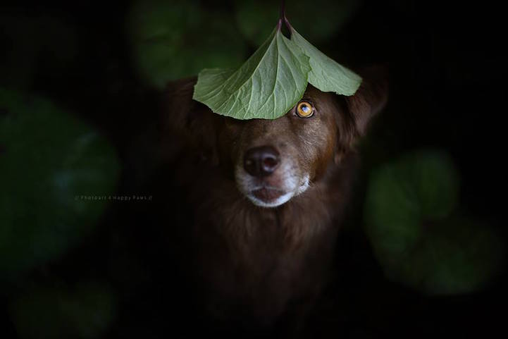 Anne Geier preciosas fotografias perros 9