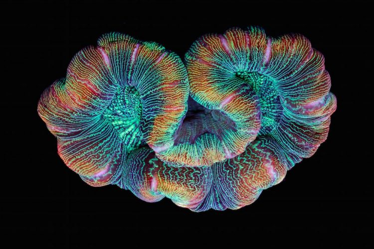 Coral culturainquieta7