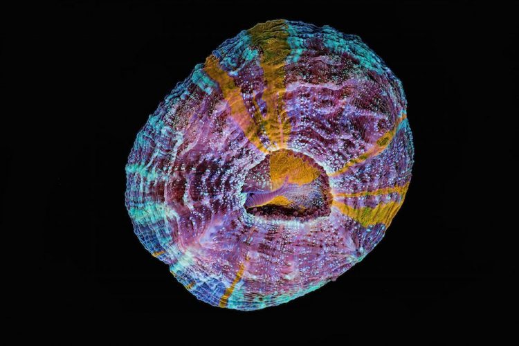 Coral culturainquieta8