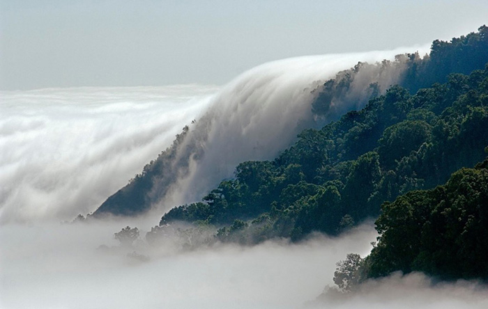 bosque magico el triunfo