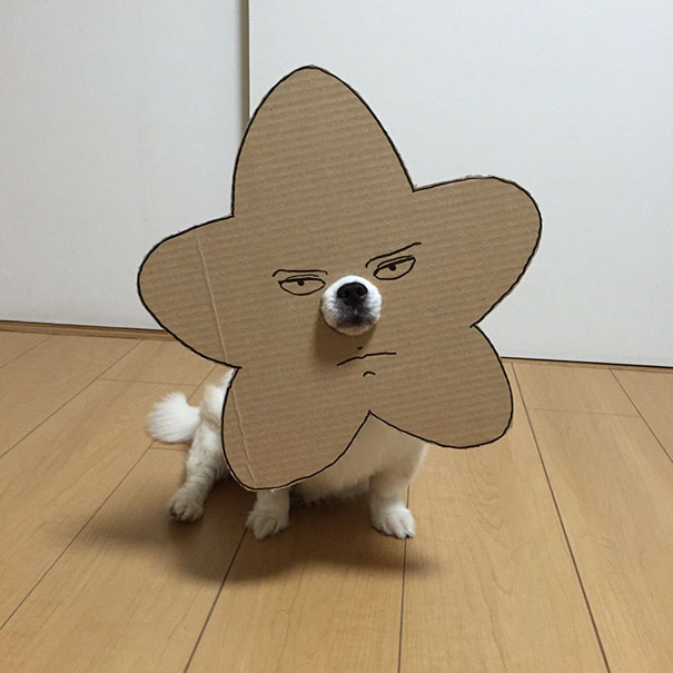 dog culturainquieta