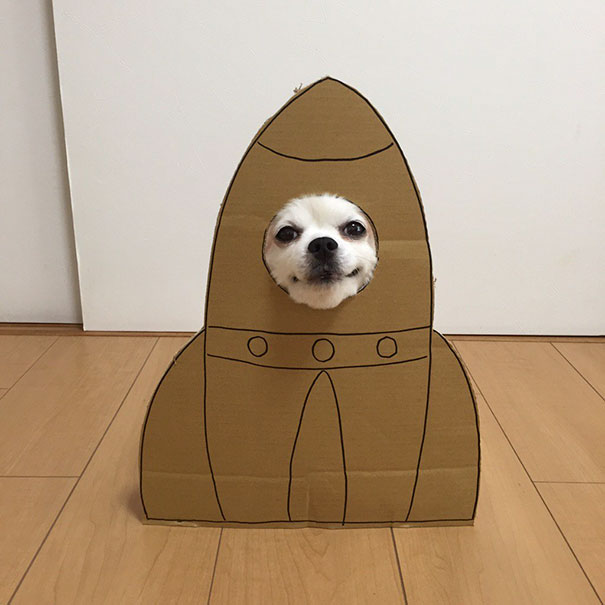 dog16 culturainquieta